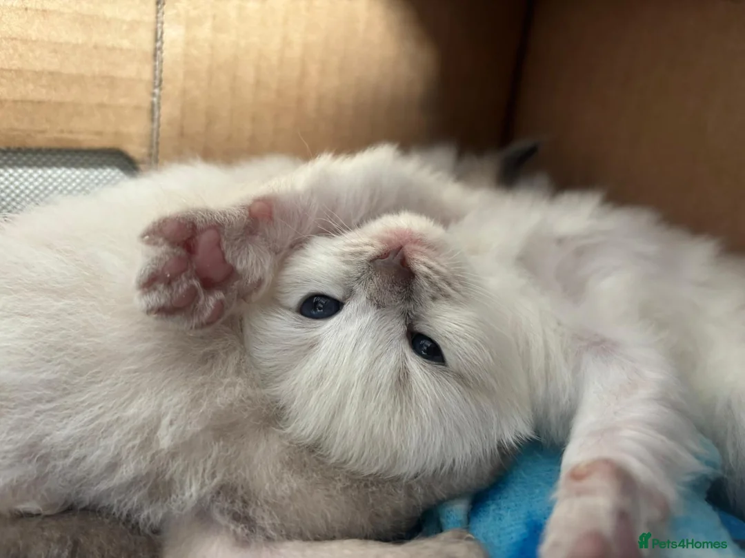 Ragdoll cats for sale: 6 Beautiful Springtime Ragdoll Kittens for sale - Advert 1