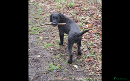 Flat coated Retriever dogs for sale: Beautiful Labrador retriever flatcoat gundog pups  in Haywards Heath - Image 20