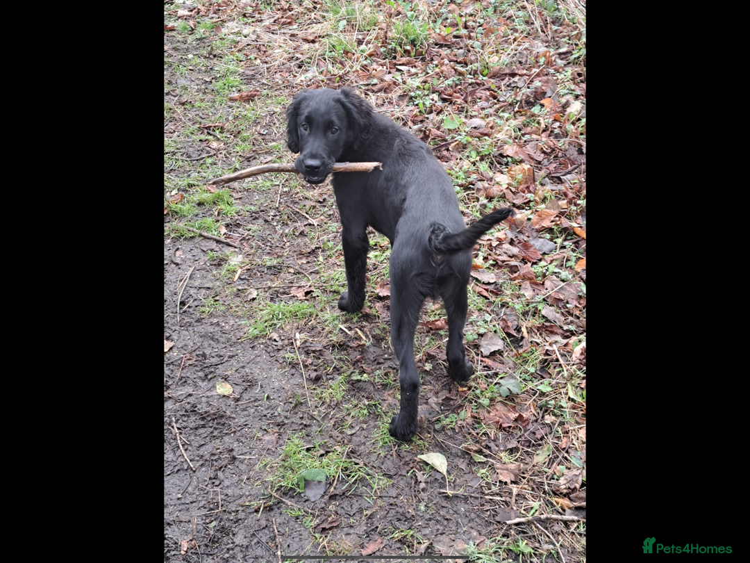 Flat coated Retriever dogs for sale: Beautiful Labrador retriever flatcoat gundog pups  in Haywards Heath - Image 20