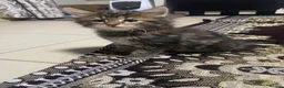 Mixed Breed cats for sale: Kittens  - Advert 2