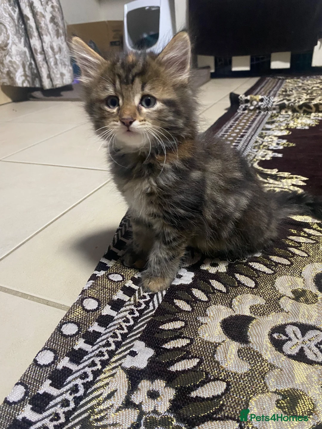 Mixed Breed cats for sale: Kittens  - Advert 2