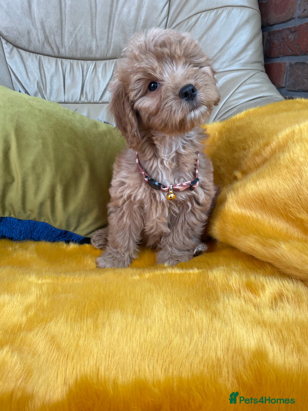 Cockapoo dogs for sale: F1 Cockapoo boys and girls - Image 6