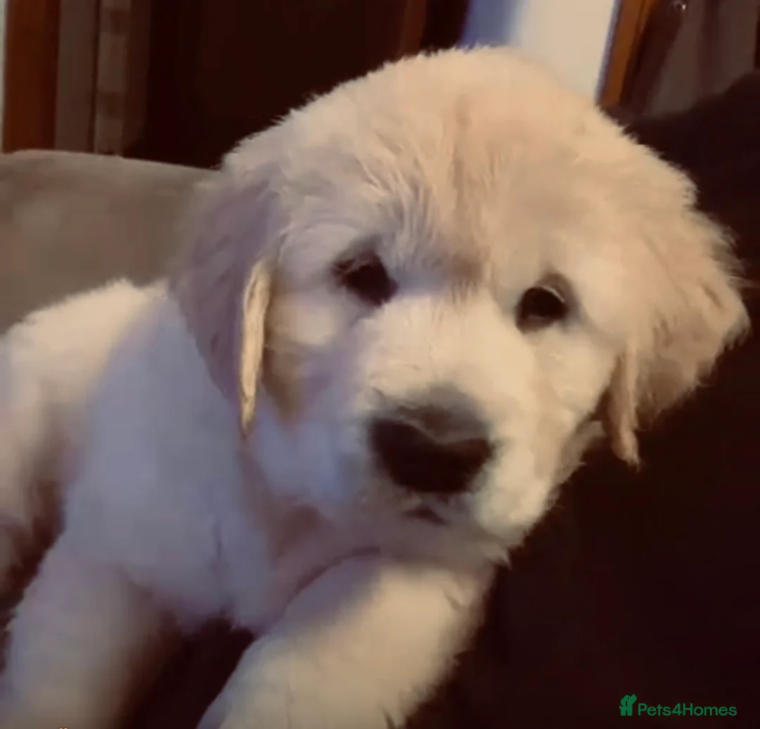 Golden Retriever dogs for sale: 15 weeks old Golden Retriever  - Advert 1