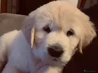 Golden Retriever dogs 15 weeks old Golden Retriever - Advert 8