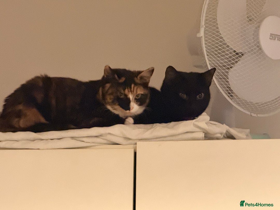 Mixed Breed cats for sale: Two female kittens for sale- black and calico  - Advert 5