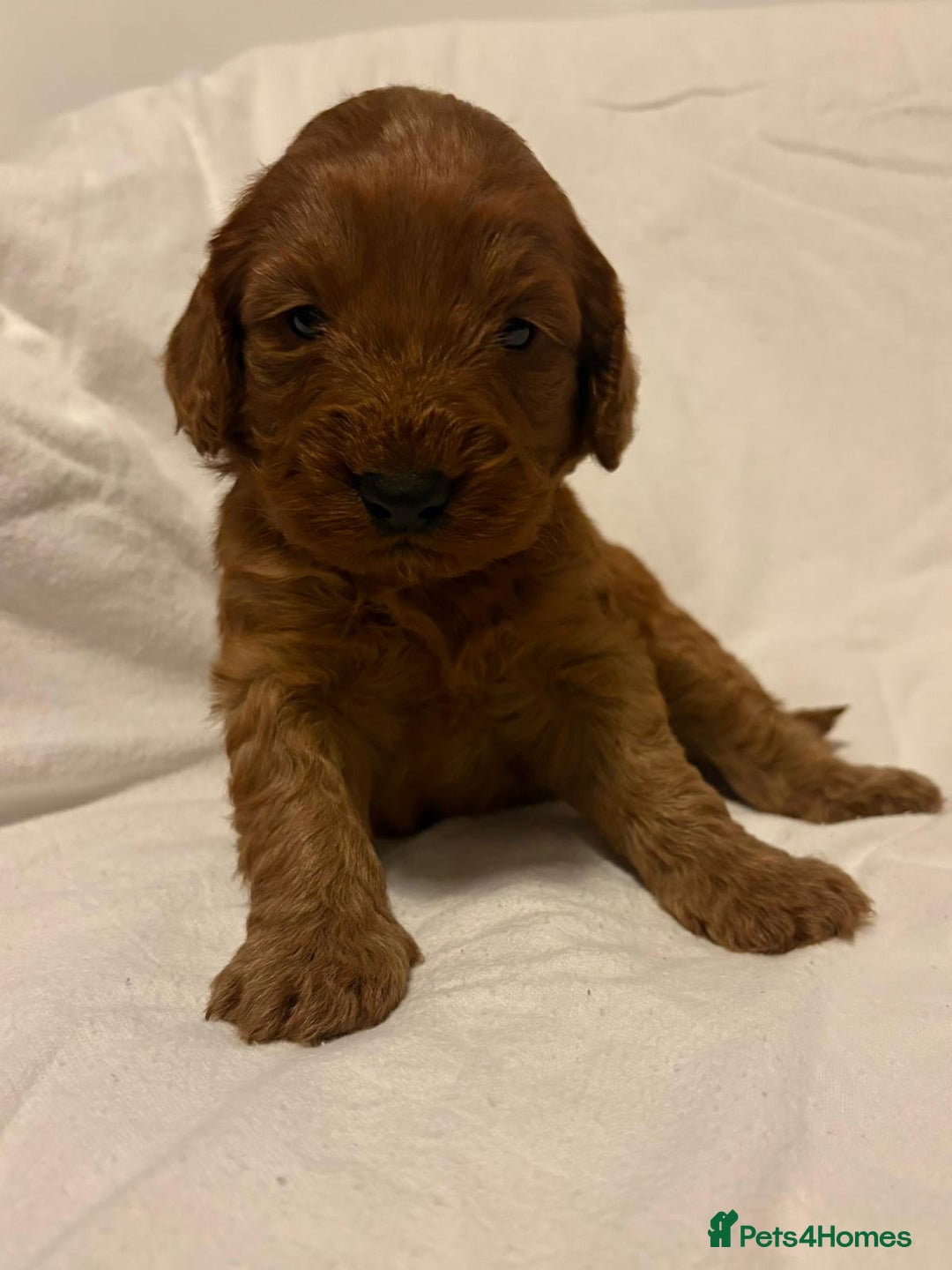 Cockapoo dogs for sale: Deep Red Cockapoos - Advert 2