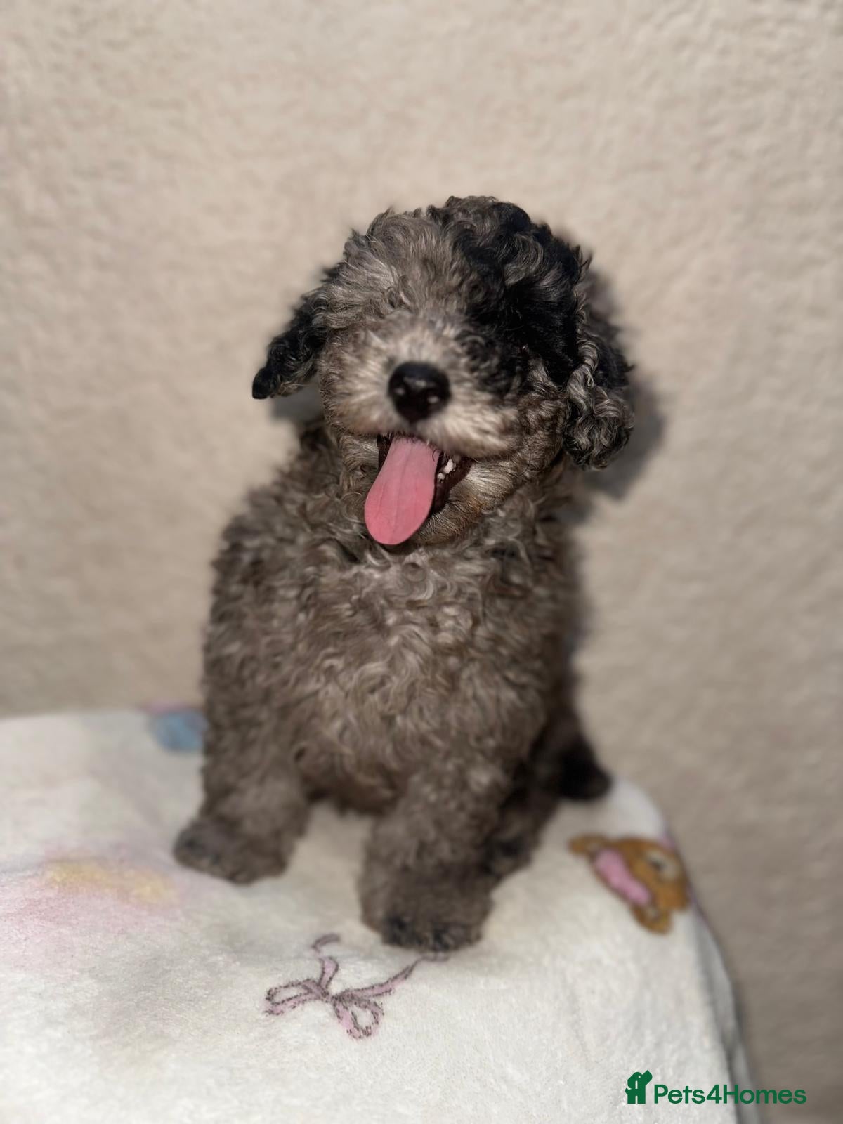 Toy Poodle dogs Toy poodle puppys - Advert 1