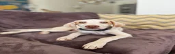 Mixed Breed dogs for adoption: Super Sweet Snowy - Advert 4