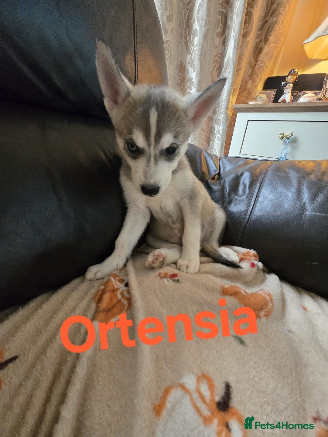 Siberian Husky dogs for sale: BEAUTIFUL SIBERIAN HUSKY PUPPIES WOLF GREY - Image 6