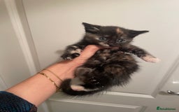 Mixed Breed cats for sale: 5 kittens looking for forever home  - Image 1