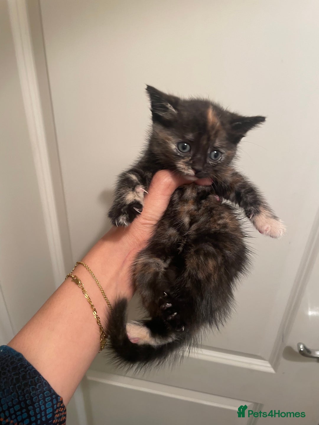 Mixed Breed cats for sale: 5 kittens looking for forever home  - Image 1