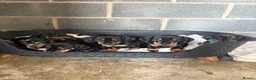 Dachshund dogs for sale: Traditional/dapple daschunds - Advert 19