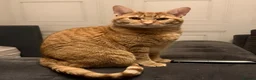 Mixed Breed cats for sale: Boy cat  - Advert 4