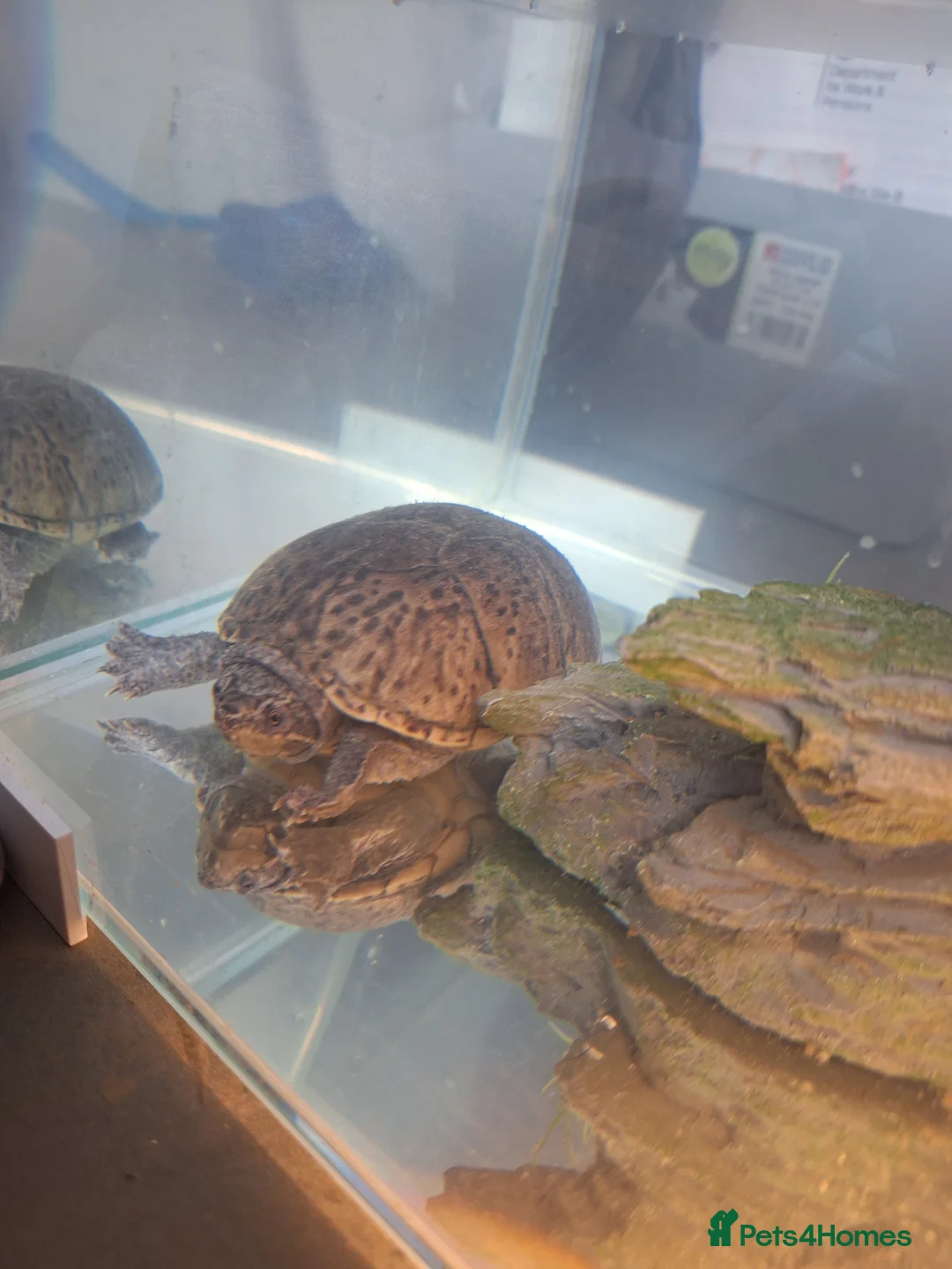 Turtle reptiles for sale: Musk turtle female - Advert 6