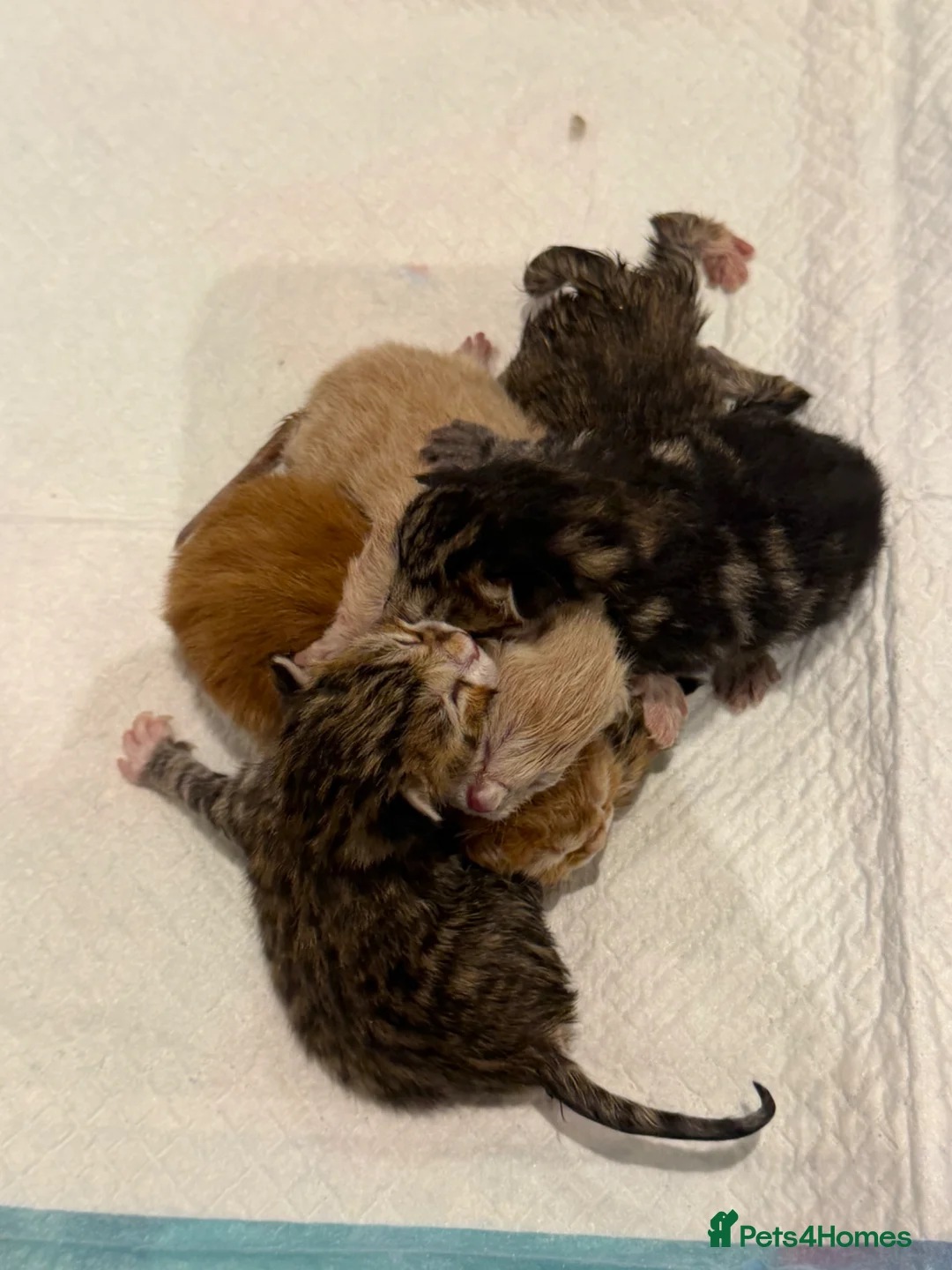 Mixed Breed cats for sale: Kittens  in Westbury-on-Severn - Advert 2