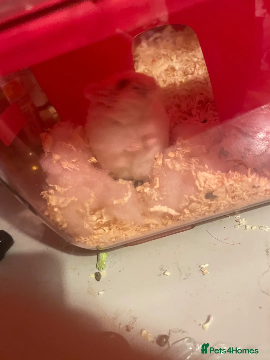 Hamster rodents for sale: Snow White Syrian hamster in Manchester - Advert 2
