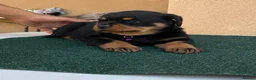 Rottweiler dogs for sale: 💃lovely gentle giant🕺 available to new homes🍌🍌 in Selby - Advert 6