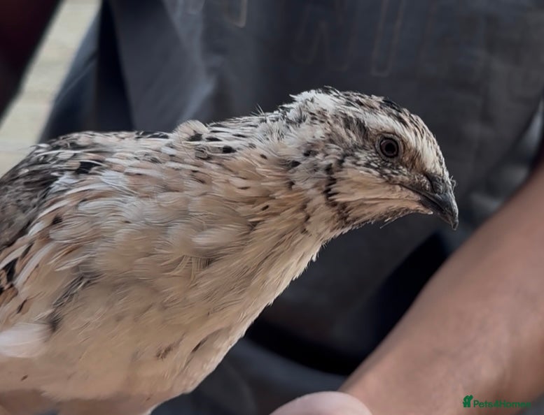Quail poultry Quails for sale - Advert 5