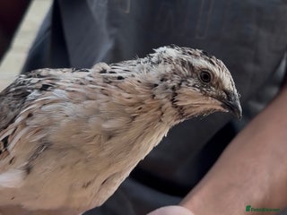 Quail poultry for sale - Advert 1