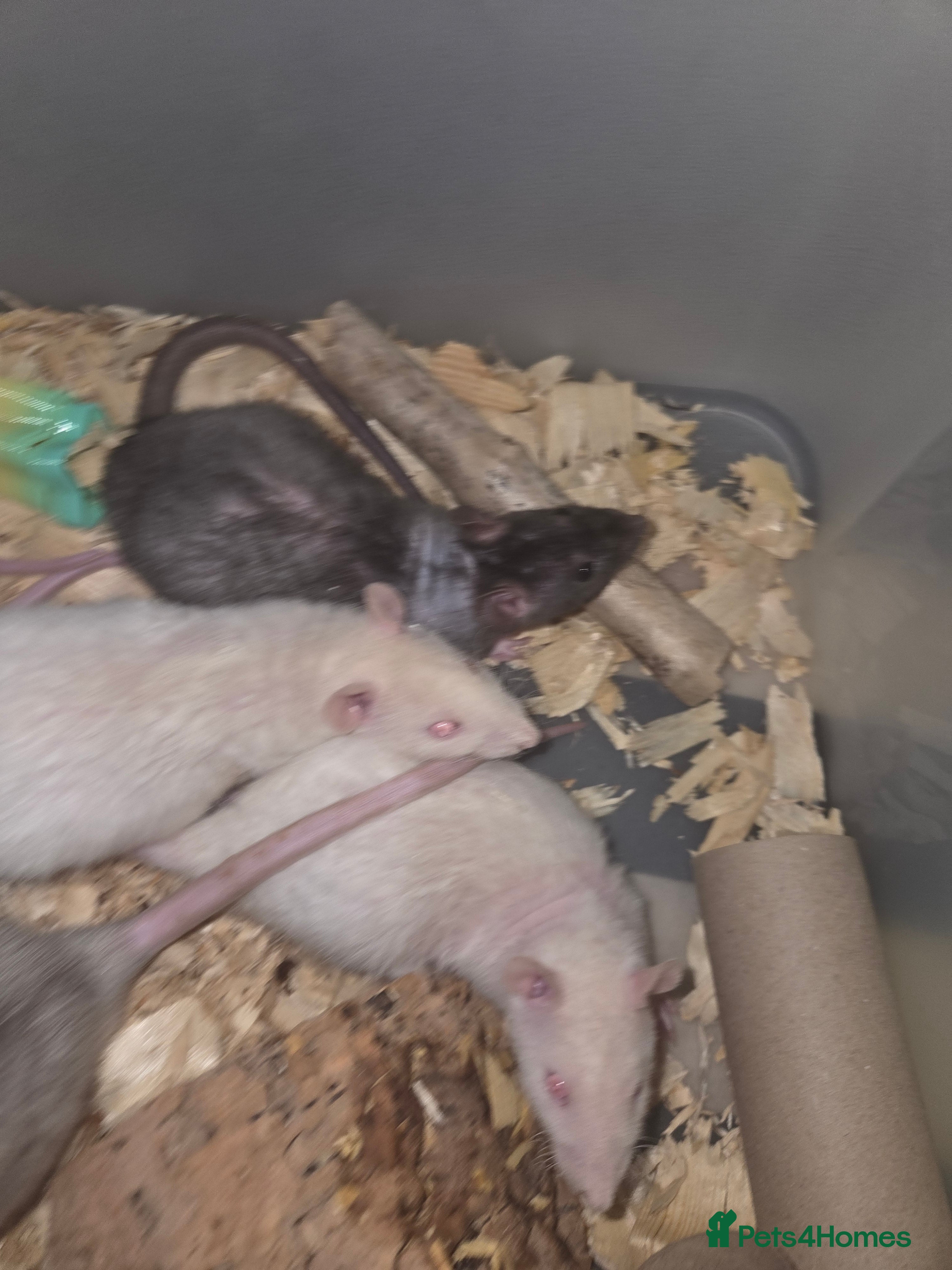 Rat rodents Male and female baby rats  - Advert 4