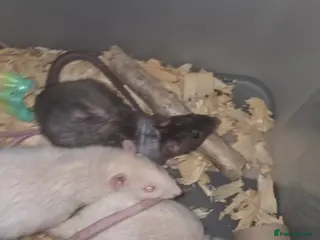Rat rodents Male and female baby rats - Advert 4