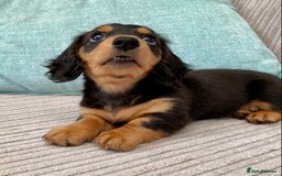 Miniature Dachshund dogs for sale: KC Reg long hair mini dachshunds “Ready now” - Image 5