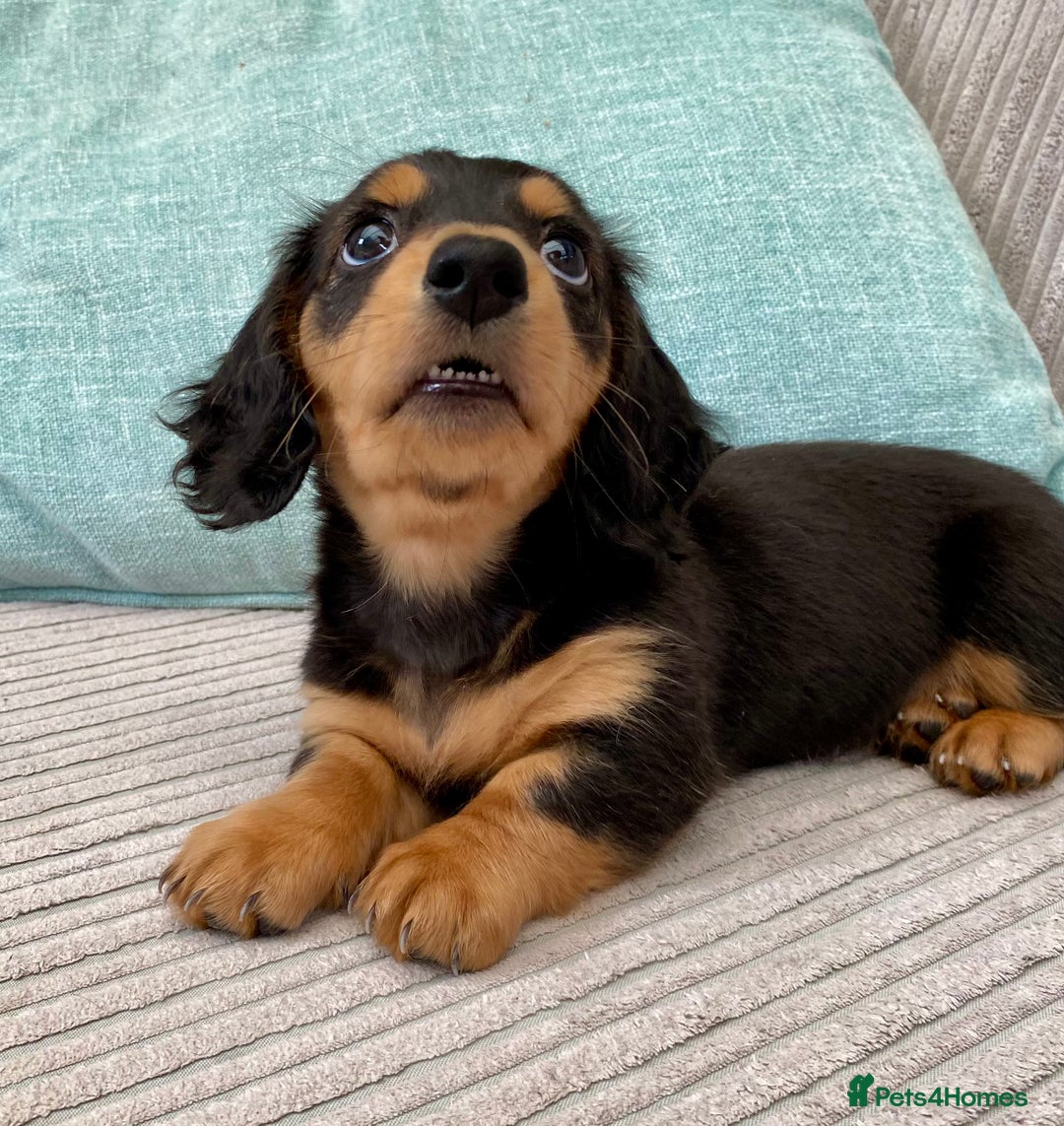Miniature Dachshund dogs for sale: KC Reg long hair mini dachshunds “Ready now” - Image 5