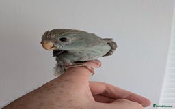 Parakeets birds for sale: Kakariki - Hand tame, ready to leave now - Image 4