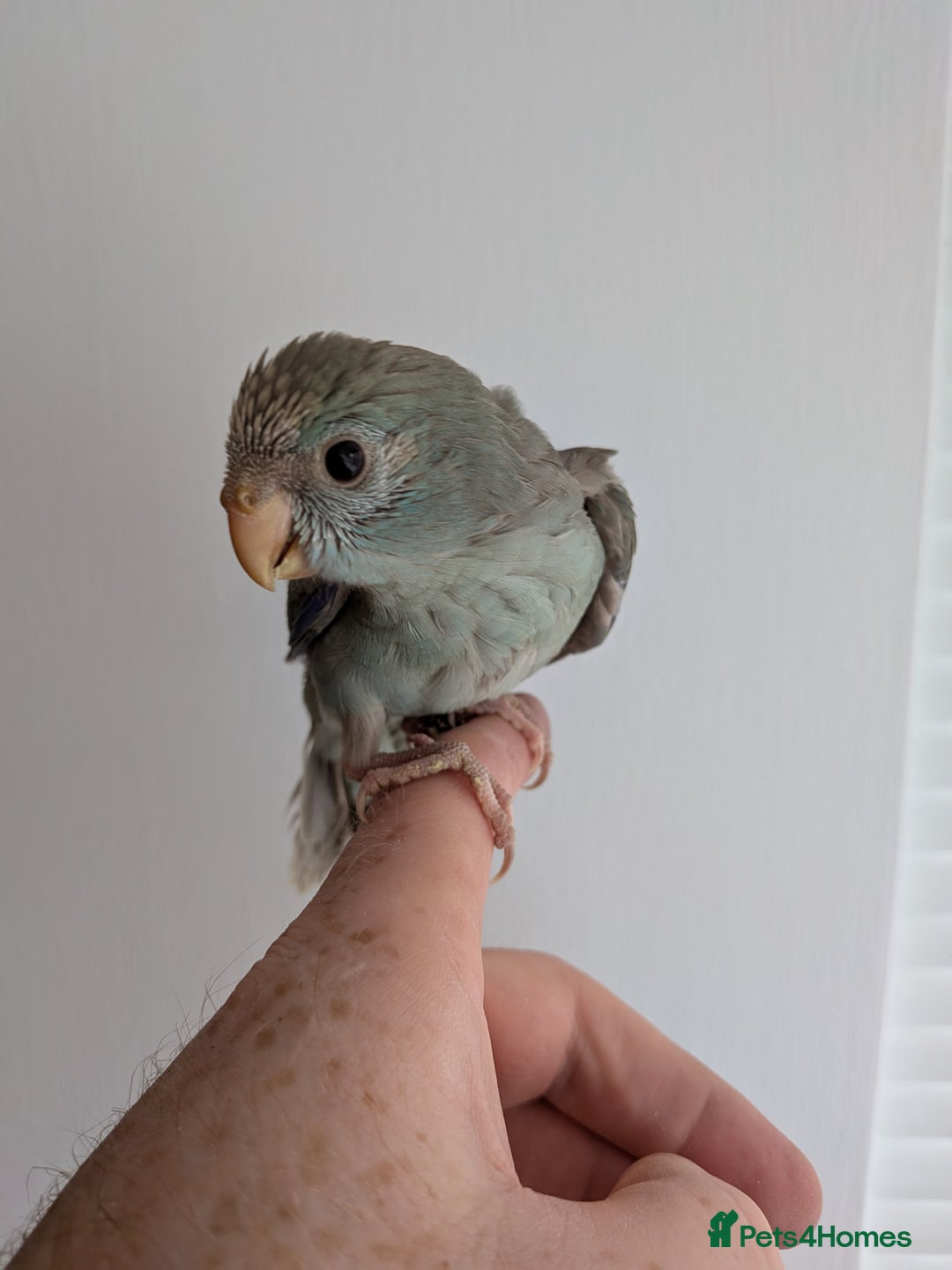 Parakeets birds for sale: Kakariki - Hand tame, ready to leave now - Image 4