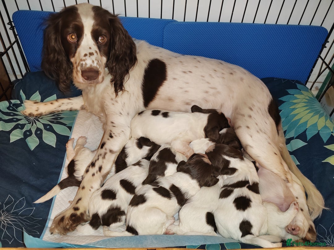 English Springer Spaniel dogs for sale: 🌟 Beautiful Springer Spaniel Litter - Image 18