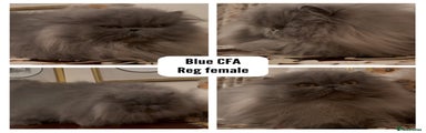 Blue CFA reg female - 4yo