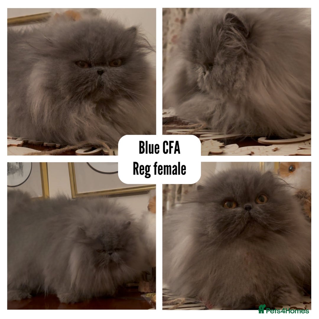 Exotic cats for sale: 4x Exotic Longhair CP Colourpoint White Blue Black - Advert 1