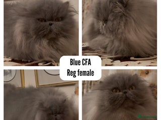 Exotic cats 4x Exotic Longhair CP Colourpoint White Blue Black - Advert 3