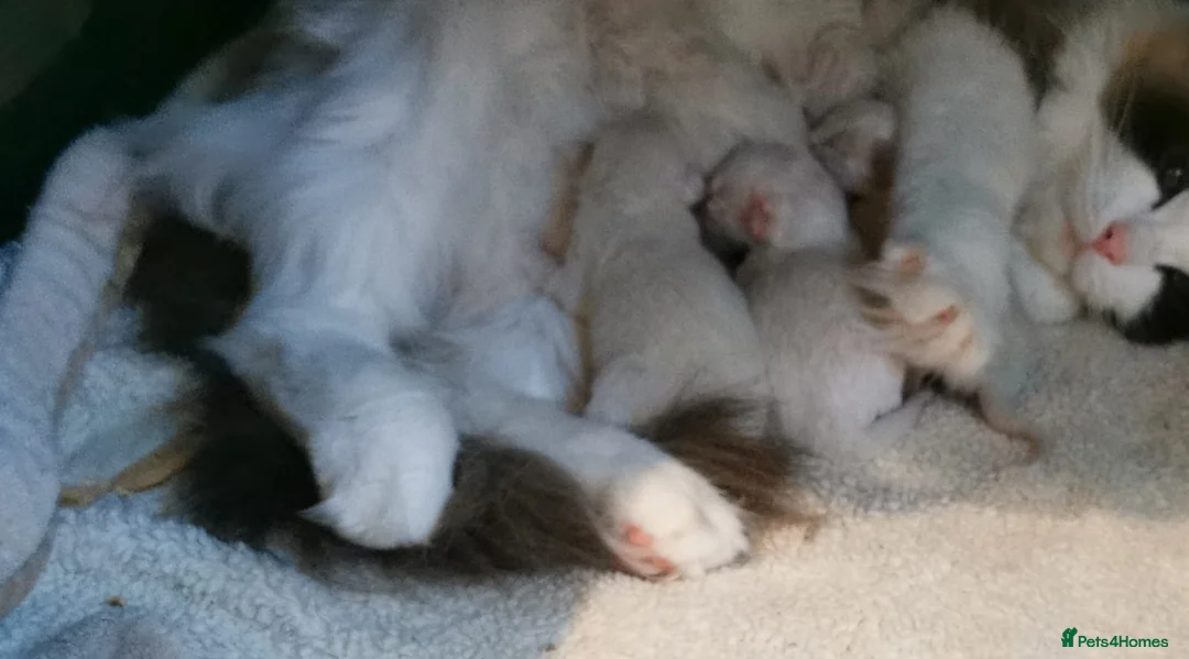 Ragdoll cats for sale: Exceptional Tica Registered Ragdoll Kittens - Advert 31