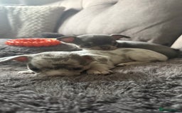 Chihuahua dogs for sale: Small Lilac Chihuahua looking for forever home - Image 7