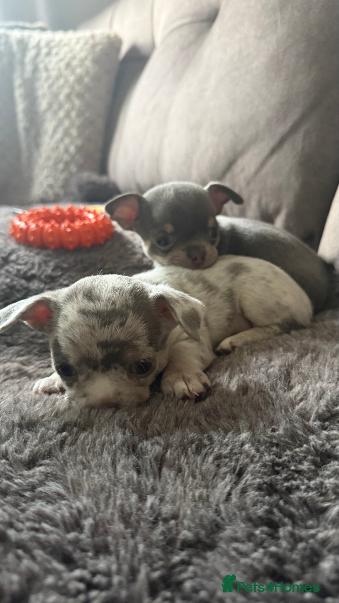 Chihuahua dogs for sale: Small Lilac Chihuahua looking for forever home - Image 7