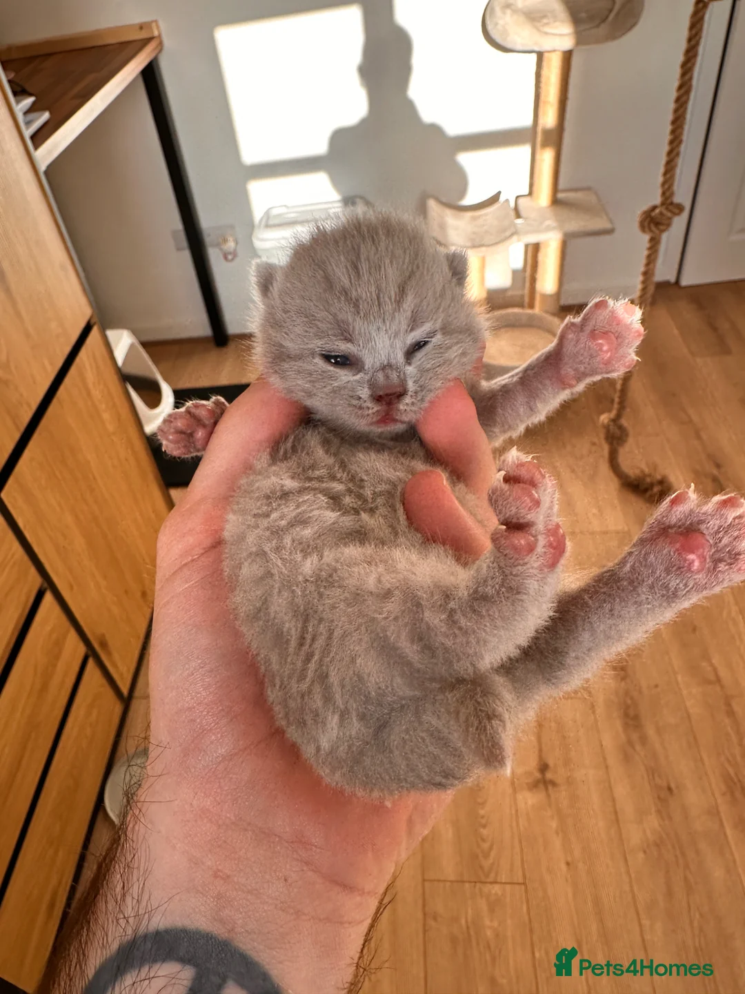 British Shorthair cats for sale: Stunning Blue & Lilac BSH - Active Reg Parents - Advert 9