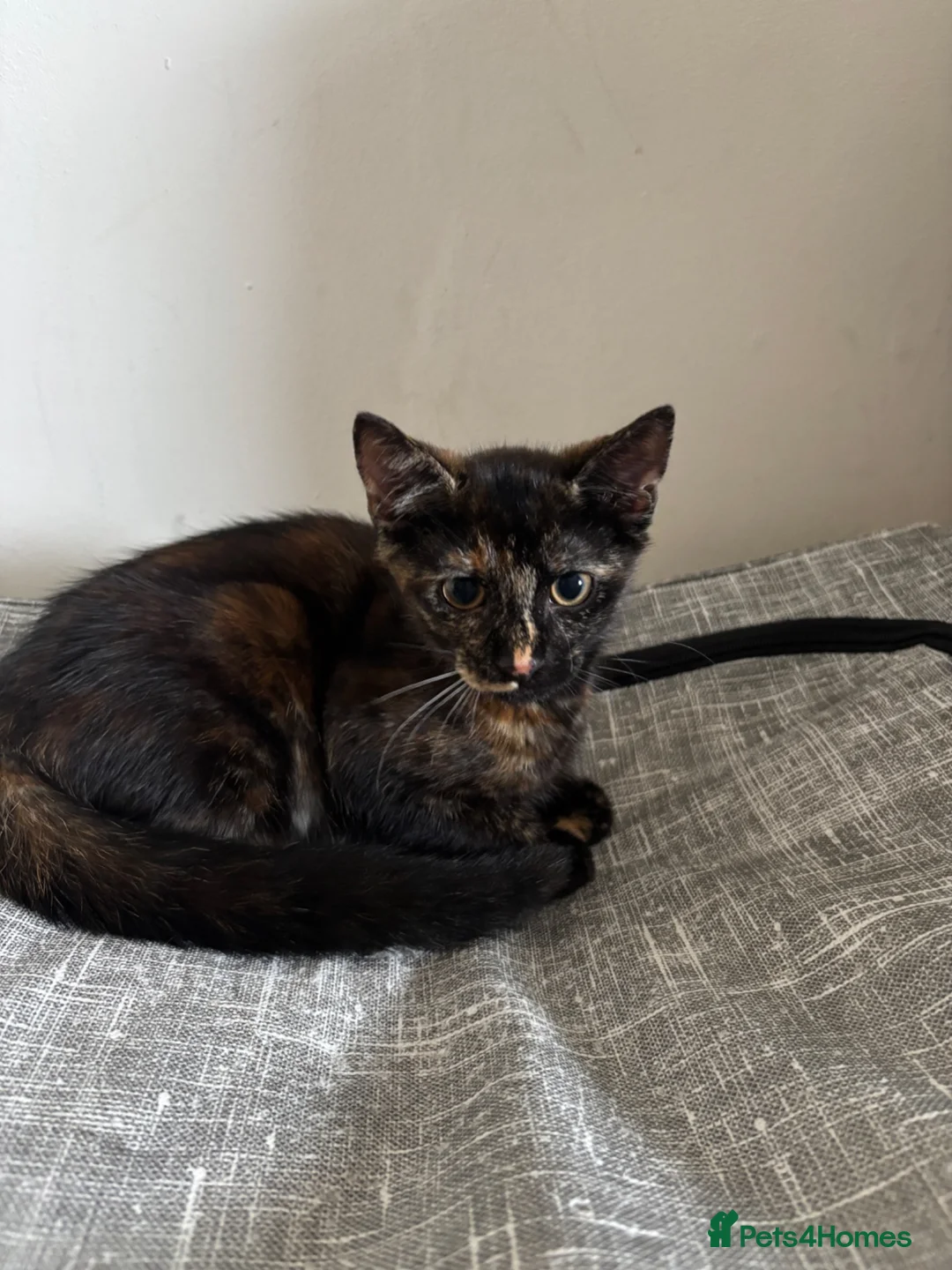 Mixed Breed cats for sale: tortoise shell kitten (winnie) - Advert 2