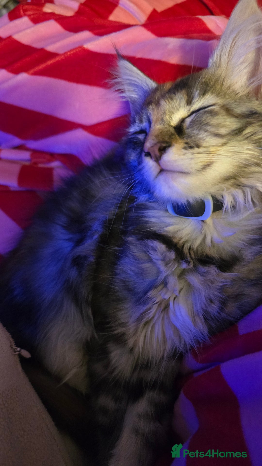 Maine Coon cats for sale: 5 beautiful maine coon ready to go - Advert 25