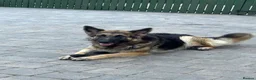 Golden Shepherd dogs for sale: Golden shepherds - Advert 1