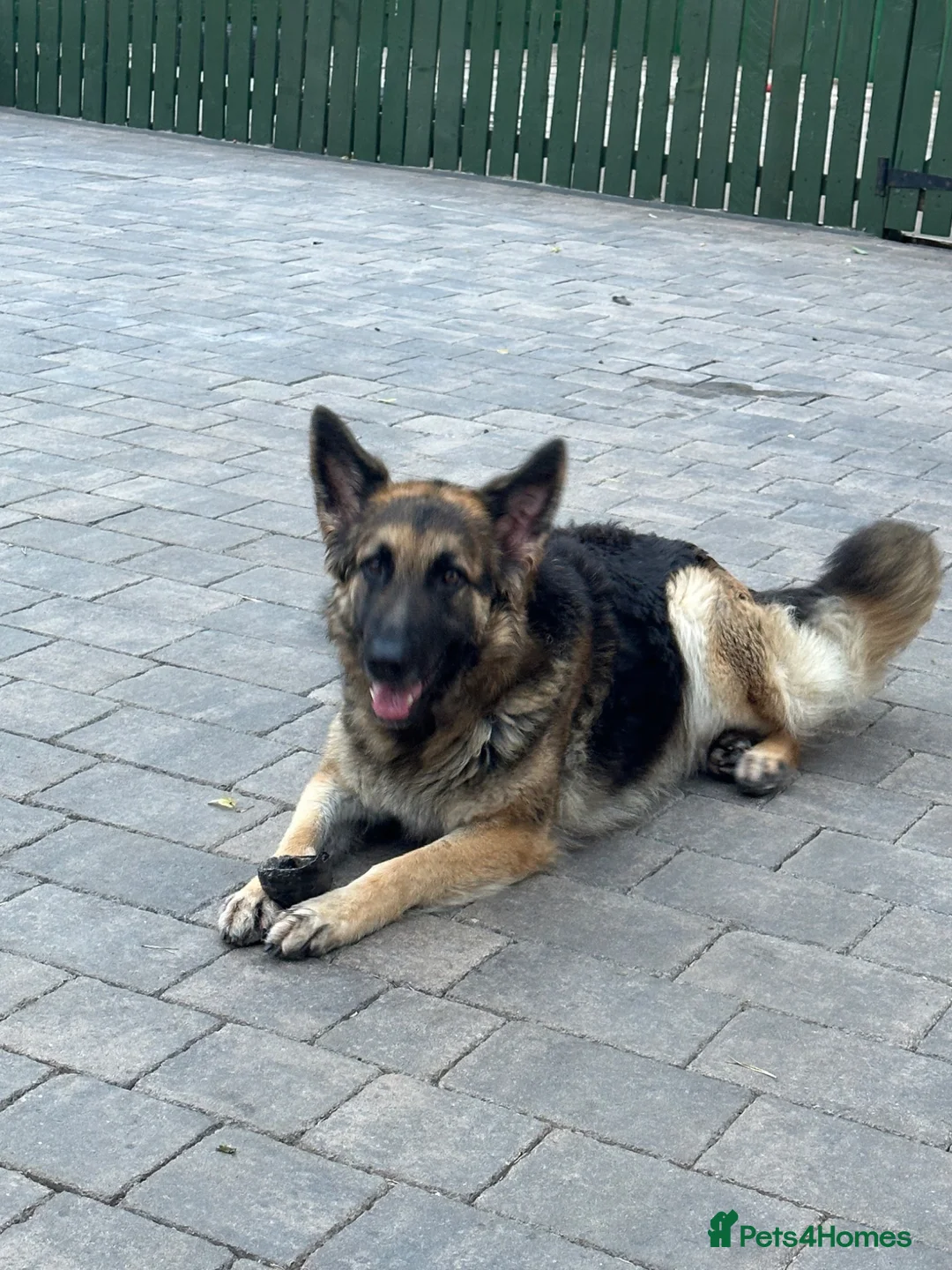 Golden Shepherd dogs for sale: Golden shepherds - Advert 1