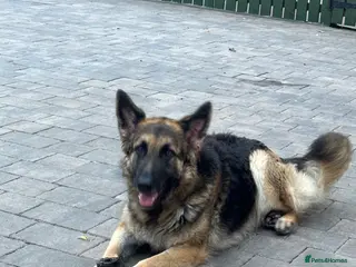 Golden Shepherd dogs for sale: Golden shepherds - Advert 1