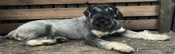 Schnauzer dogs for sale: Giant schnauzer pepper and salt male pup - Advert 2
