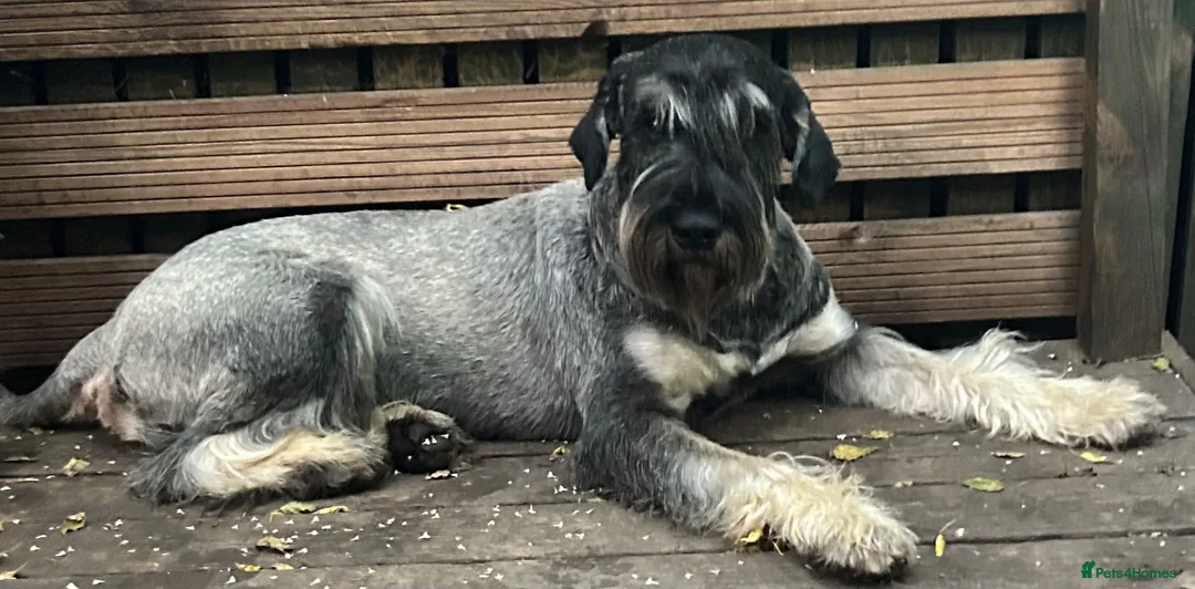 Schnauzer dogs for sale: Giant schnauzer pepper and salt male pup - Advert 2