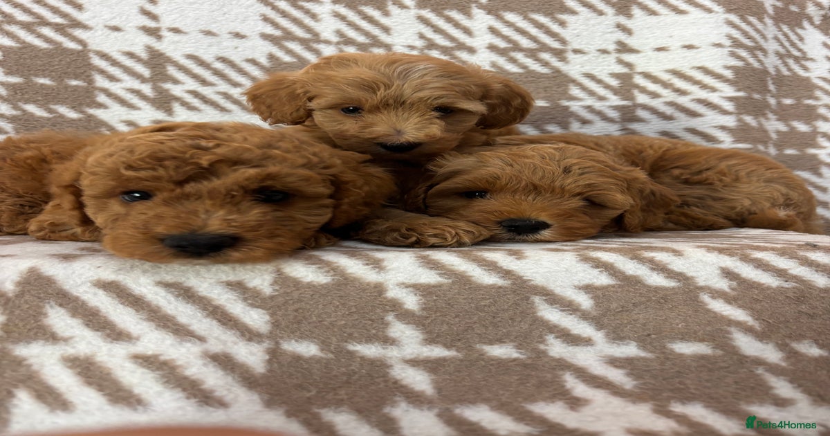 Beautiful Fox 🦊 Red Cavapoos for sale in Sheffield | Pets4Homes