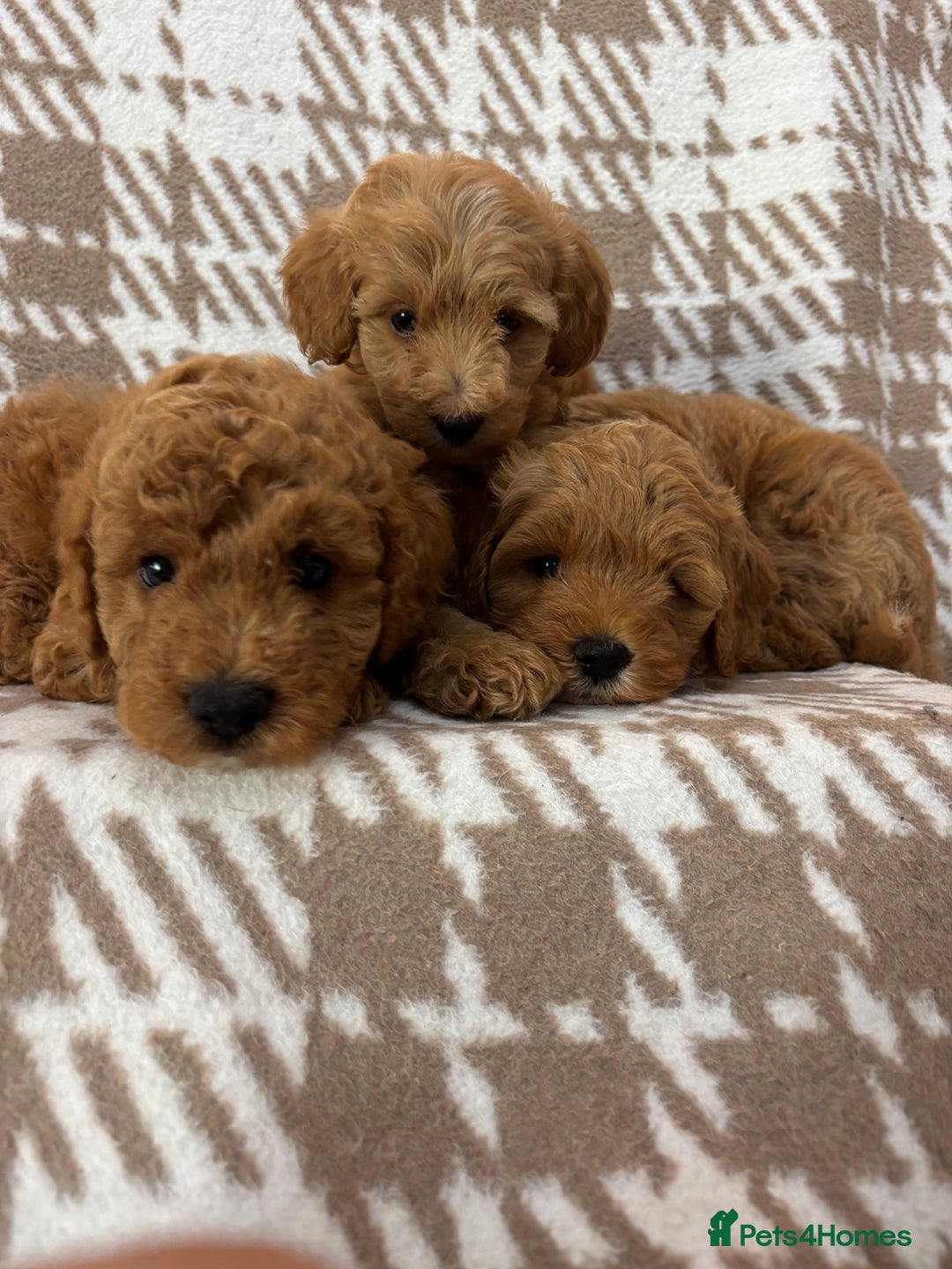 Cavapoo dogs for sale: Beautiful Fox 🦊 Red Cavapoos  - Image 1