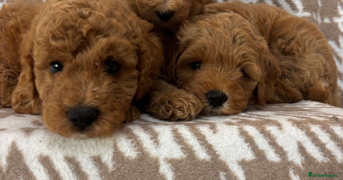 Beautiful Fox 🦊 Red Cavapoos for sale in Sheffield | Pets4Homes