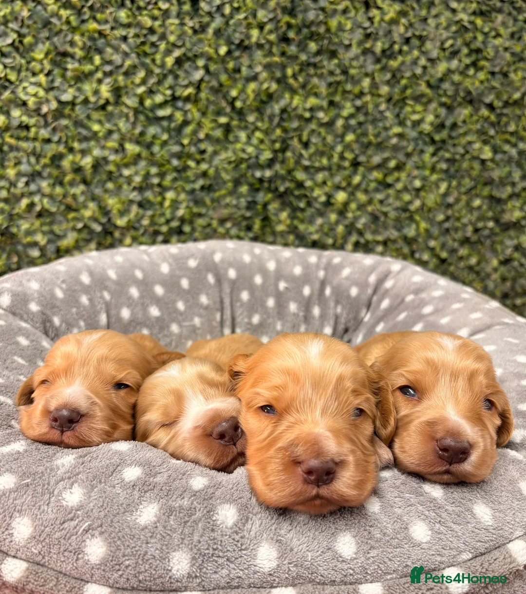 Cocker Spaniel dogs for sale: 🤎🧡 Show Cocker Spaniel Puppies For Sale - Advert 9