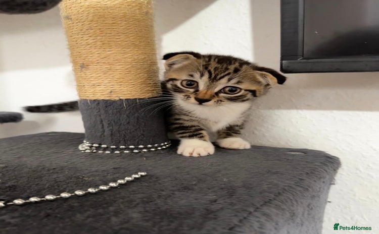 Scottish Fold cats - Advert 10