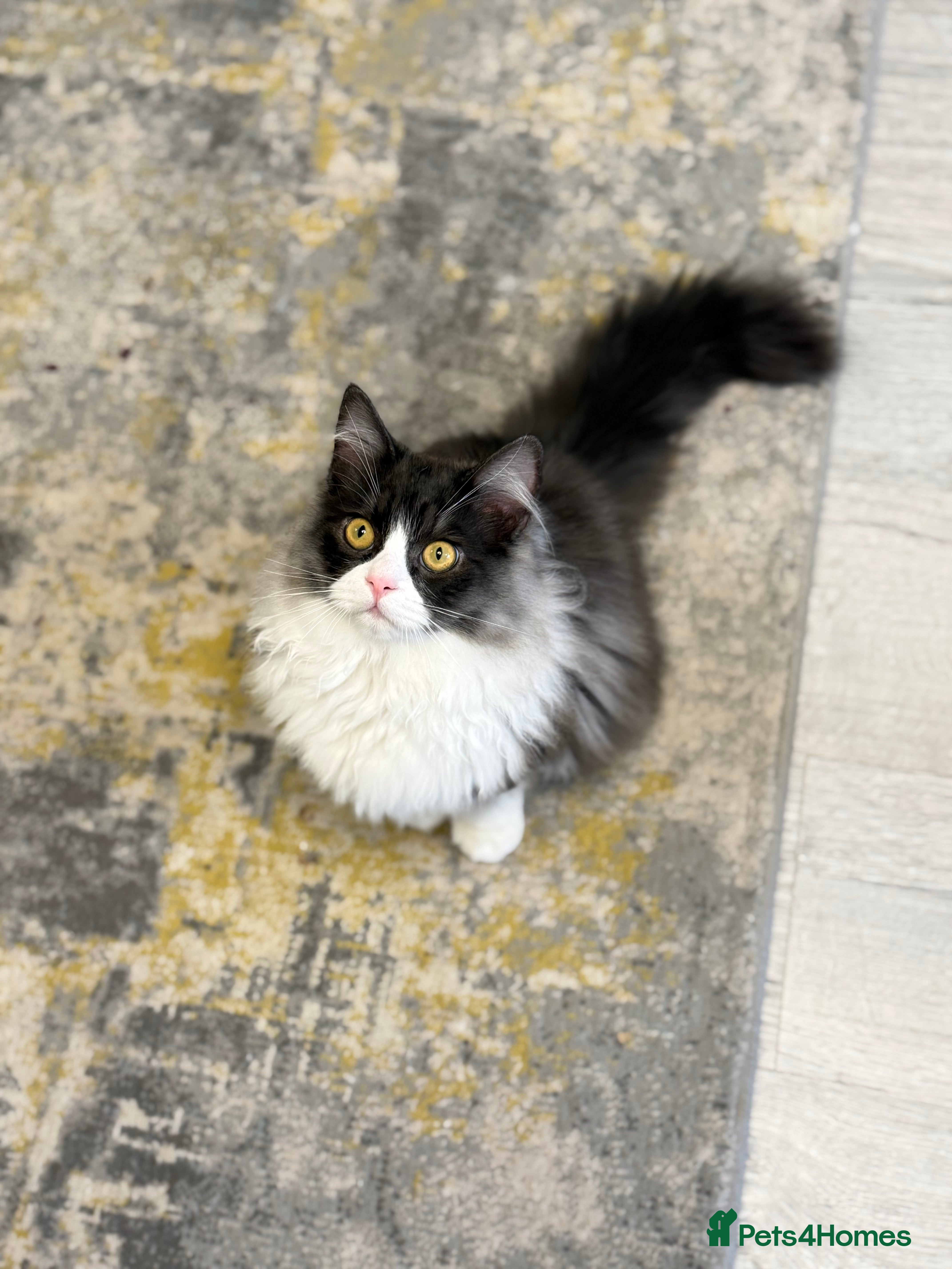 Persian cats Persian  - Advert 5